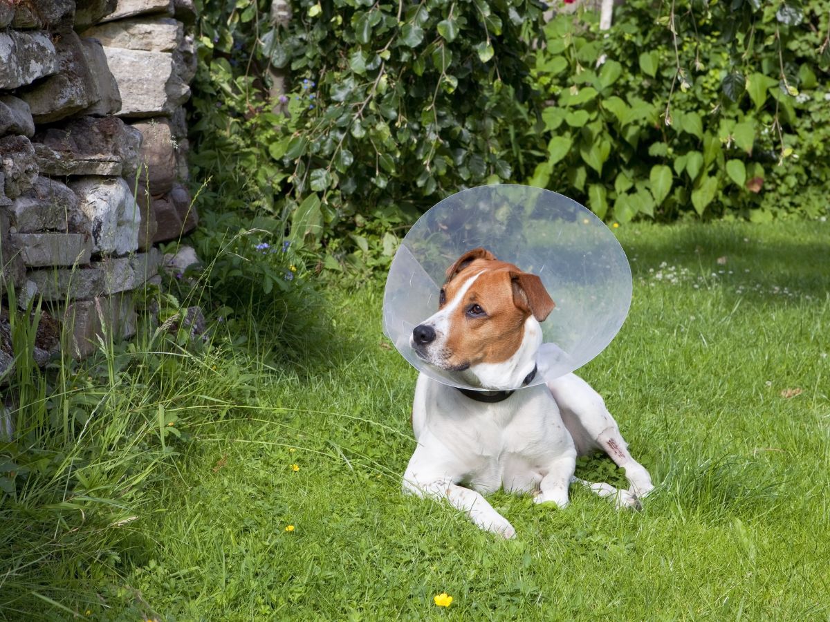 a dog lying in the grass with a cone around its neck