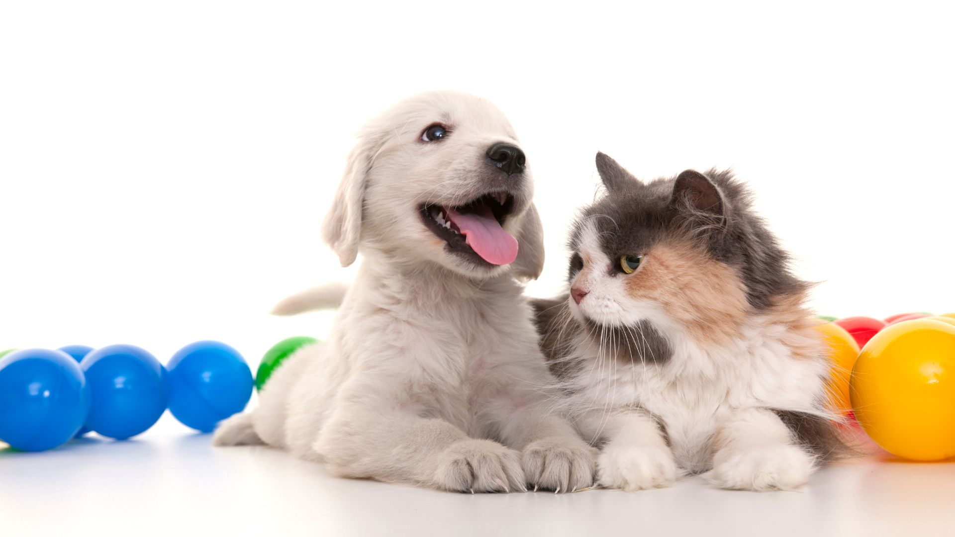 Kitten And Puppy Visits In Boca Raton, FL 33496 Healthy Pets