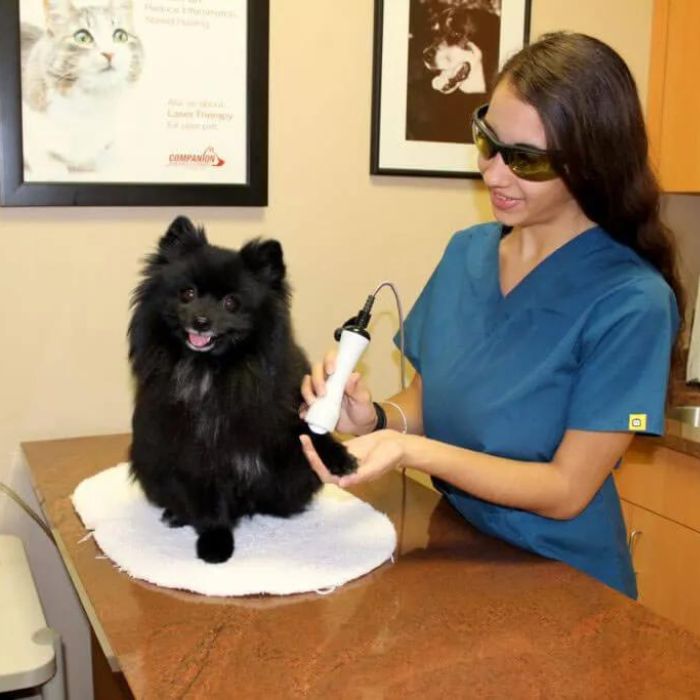 a person wearing sunglasses and a blue scrubs holding a small black dog