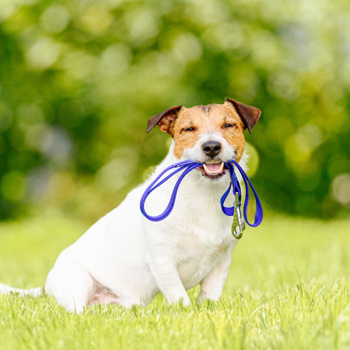 a dog with a leash in its mouth