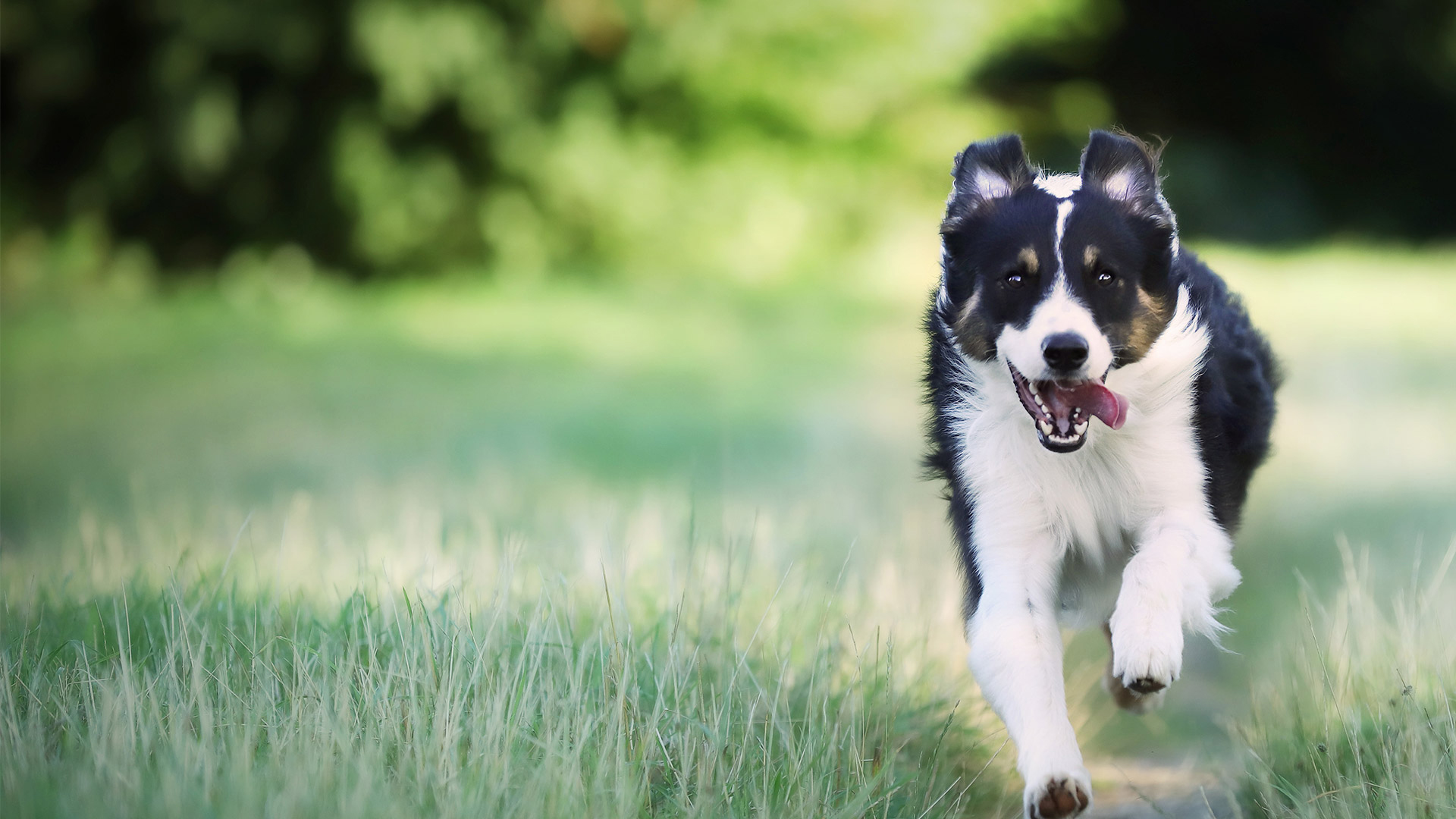 Pet WalkIn In Boca Raton, FL 33496 Healthy Pets Veterinary Care