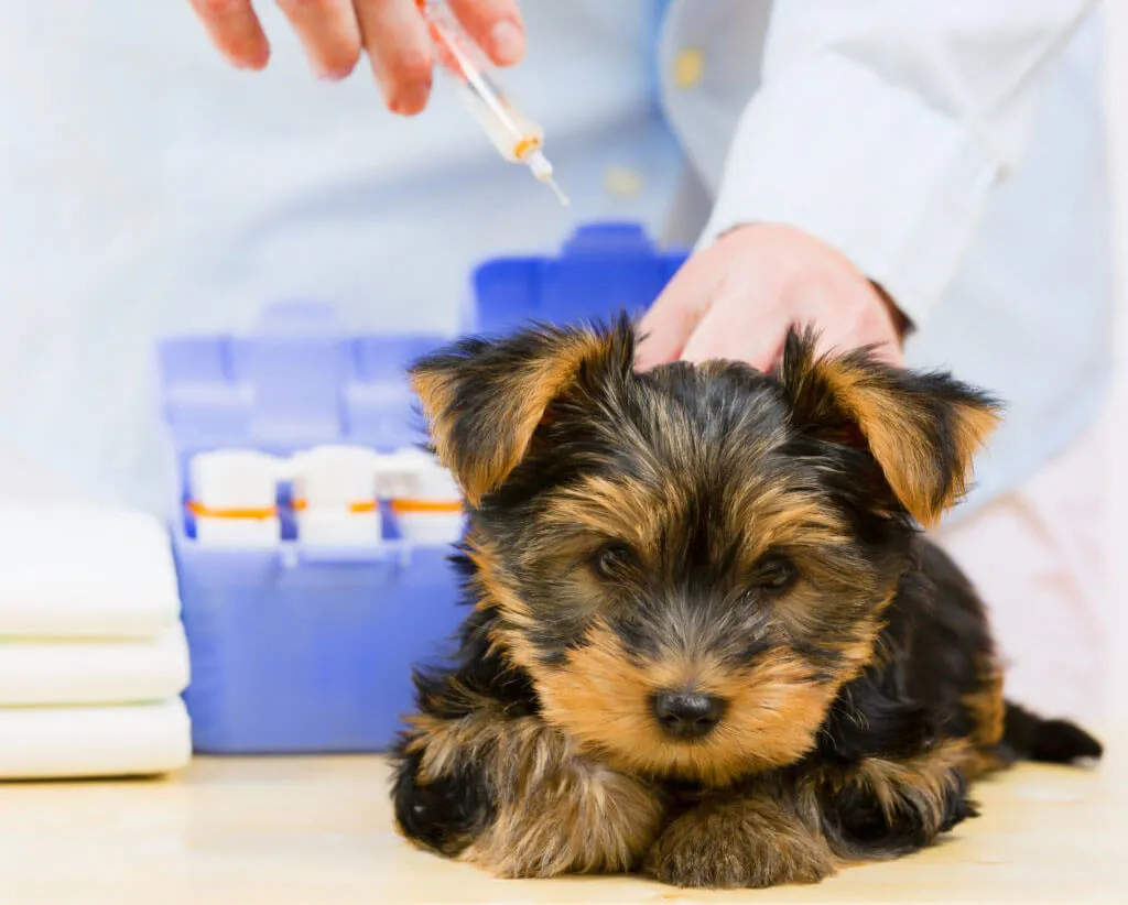 a person giving a dog a vaccine
