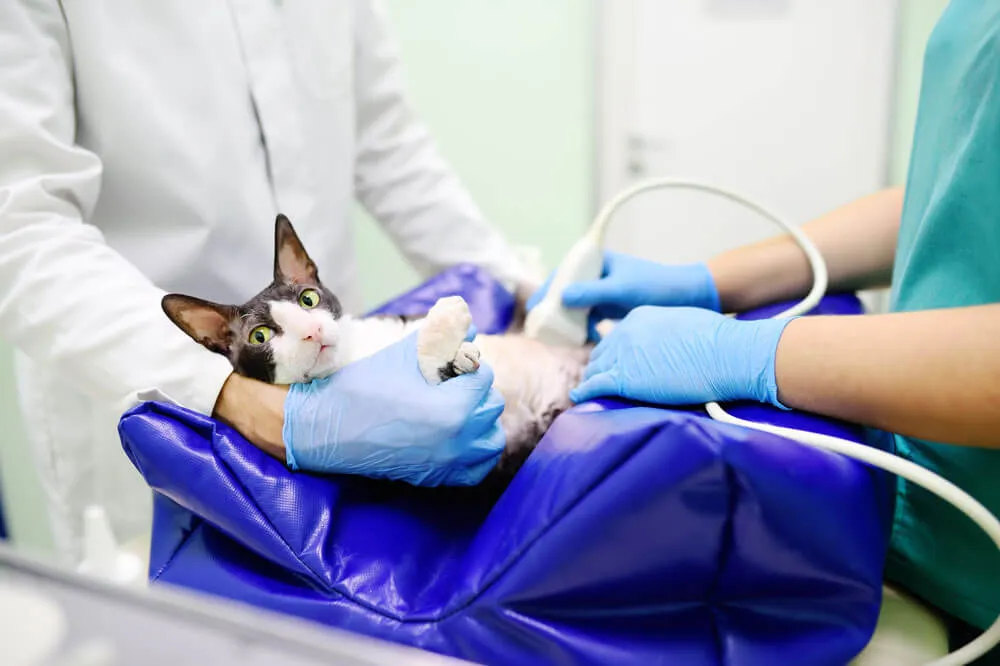 cat-undergoing-ultrasound