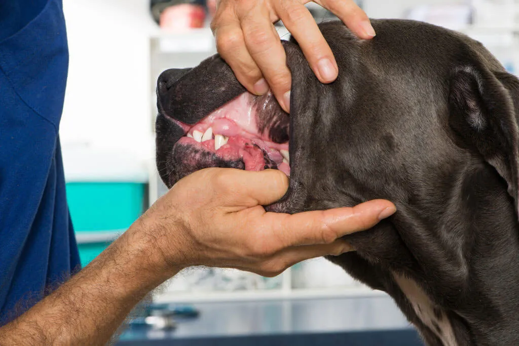 a person's hands touching a dog's mouth