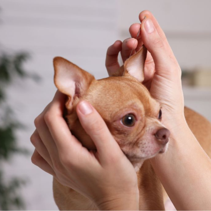 a dog and cat under a blanket