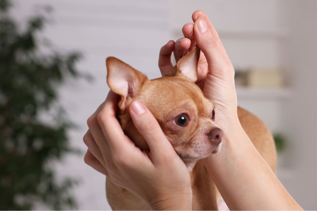 A woman gently pets a small dog